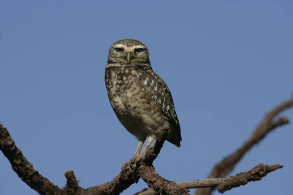Burrowing owl, Speotyto cunicularia — Stock Photo, Image