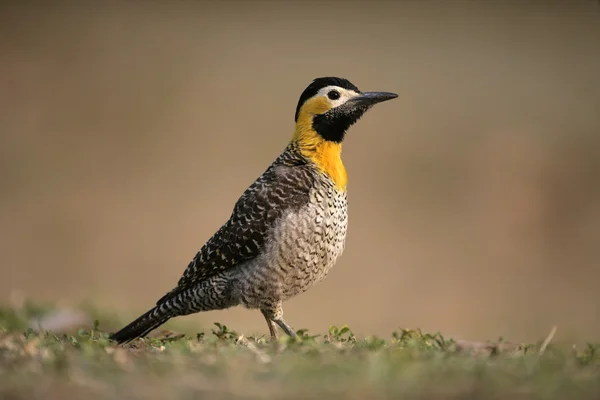 Campo flikkering, colaptes campestris — Stockfoto