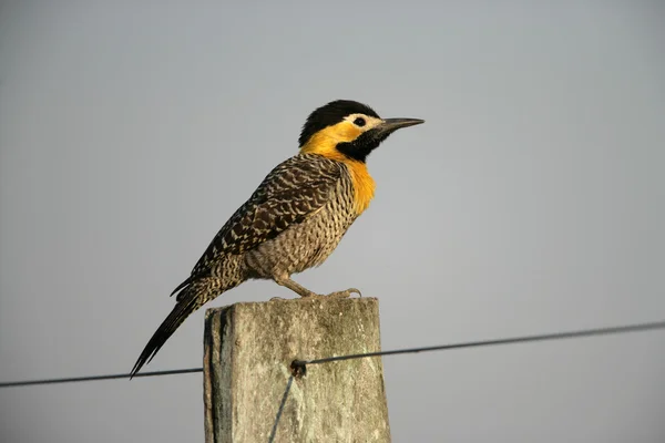 Campo titreme, colaptes campestris — Stok fotoğraf