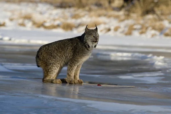 Kanadensiskt lodjur, lynx canadensis — Stockfoto
