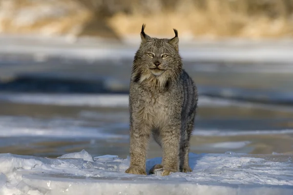 Ryś kanadyjski, lynx canadensis — Zdjęcie stockowe