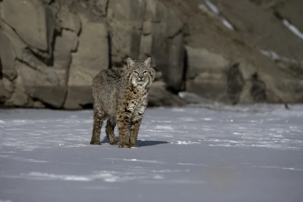 Ryś kanadyjski, lynx canadensis — Zdjęcie stockowe