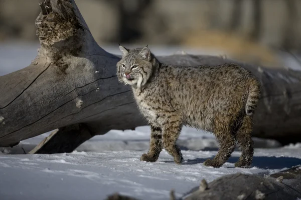 Lince canadese, Lynx canadensis — Foto Stock