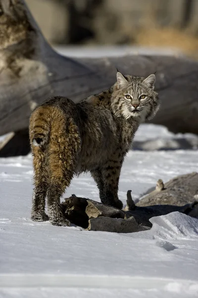 Lince-canadense, Lynx canadensis — Fotografia de Stock
