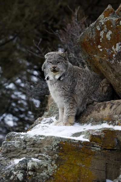 Lince canadese, Lynx canadensis — Foto Stock