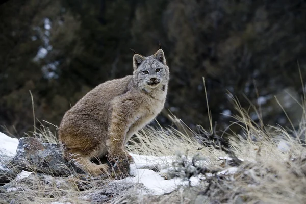 Kanadensiskt lodjur, lynx canadensis — Stockfoto