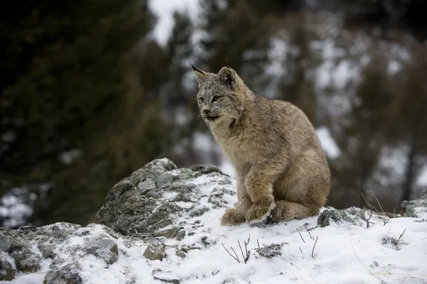 Lince canadese, Lynx canadensis — Foto Stock
