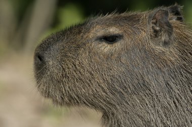 Capibara, hydrochoerus hydrochaeris