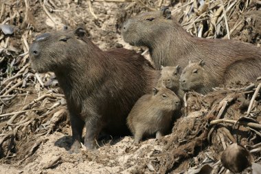 Capibara, hydrochoerus hydrochaeris