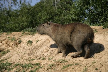 Capibara, hydrochoerus hydrochaeris