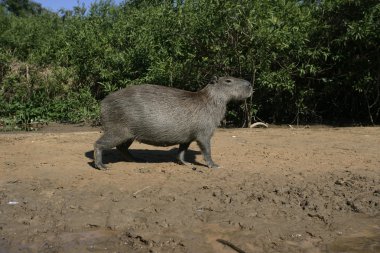 Capibara, hydrochoerus hydrochaeris