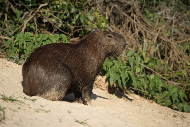 Capibara, hydrochoerus hydrochaeris
