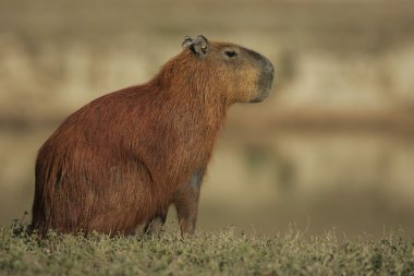 Capibara, hydrochoerus hydrochaeris