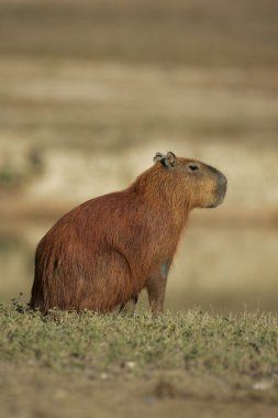 Capibara, hydrochoerus hydrochaeris