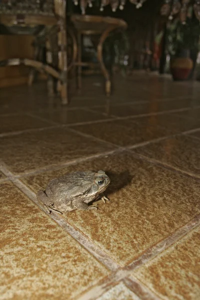 Baston kurbağa, bufo marinus — Stok fotoğraf