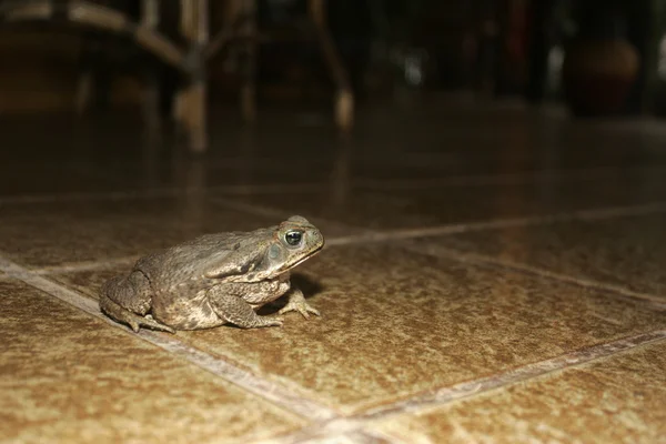 Sapo-de-cana, Bufo marinus — Fotografia de Stock