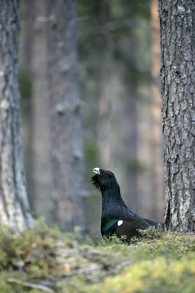 Capercaillie, Tetrao urogallus — Stock Photo, Image