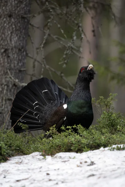 Capercaillie, Tetrao urogallus — Stock Photo, Image