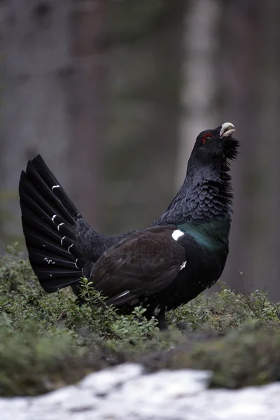 Gallo cedrone, tetrao urogallus — Foto Stock