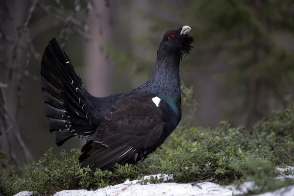 Gallo cedrone, tetrao urogallus — Foto Stock