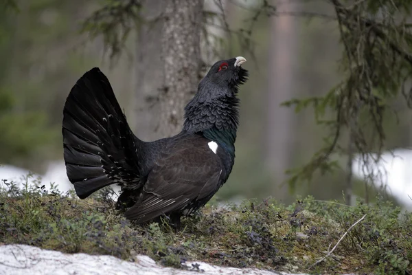 Capercaillie, Tetrao urogallus – stockfoto