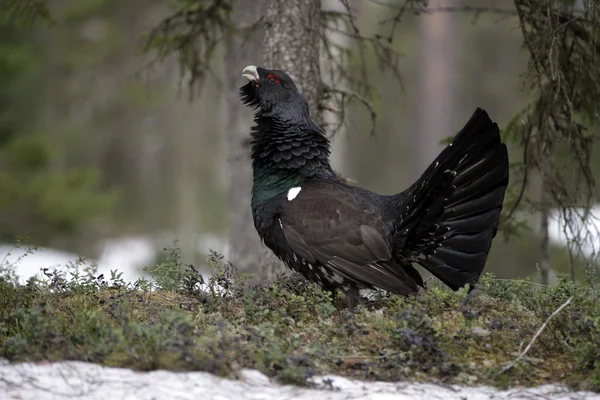 Głuszec, tetrao urogallus — Zdjęcie stockowe