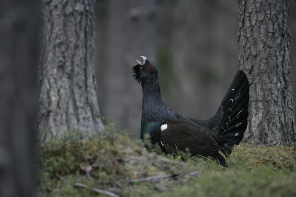 Głuszec, tetrao urogallus — Zdjęcie stockowe