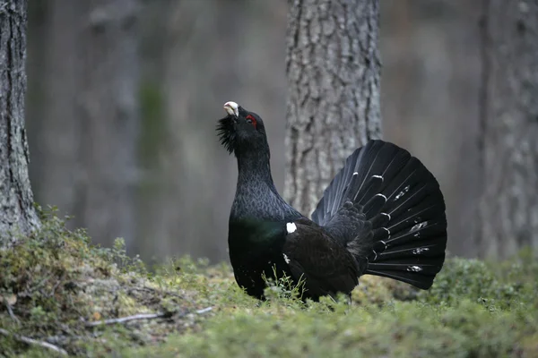 Capercaillie, Tetrao urogallus — Stock Photo, Image