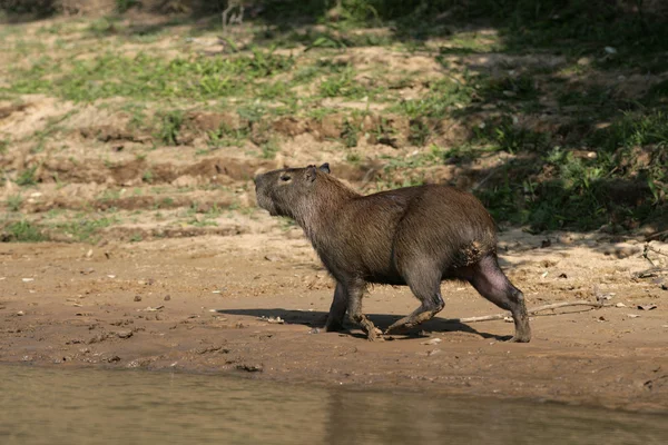 Capybara, Hydrochoerus hydrochaeris — Stock Photo, Image