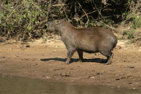 Capivara, Hydrochoerus hydrochaeris — Fotografia de Stock