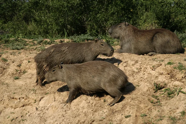 Kapibara, hydrochoerus hydrochaeris — Zdjęcie stockowe