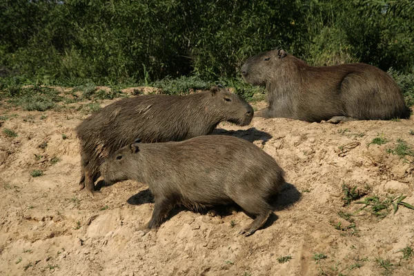 Capybara, Hydrochoerus hydrochaeris — Stock Photo, Image