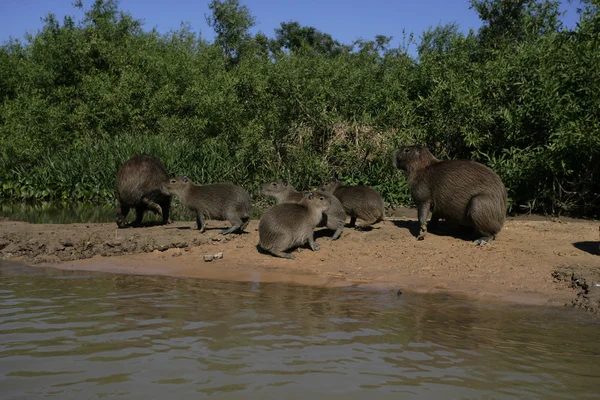 Capybara, Hydrochoerus hydrochaeris — Stock Photo, Image