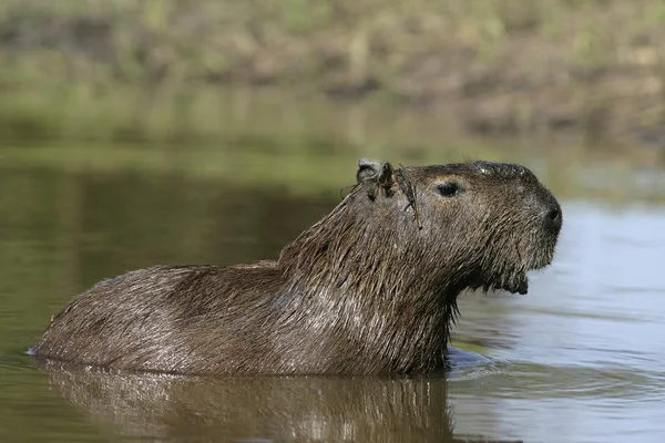 Capybara, Hydrochoerus hydrochaeris — Stock Photo, Image