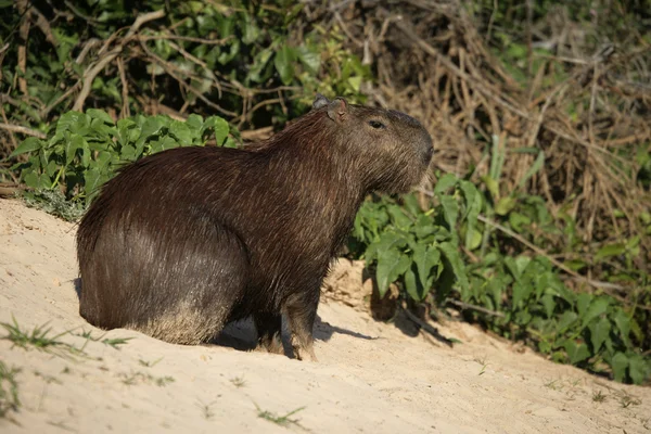 Capybara, Hydrochoerus hydrochaeris — Stock Photo, Image