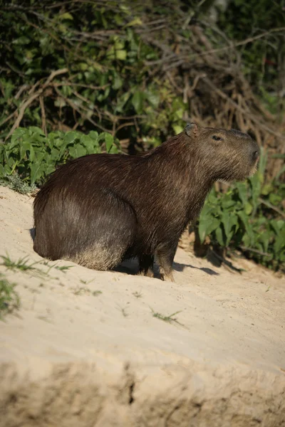 Kapybara, hydrochoerus hydrochaeris — Stockfoto