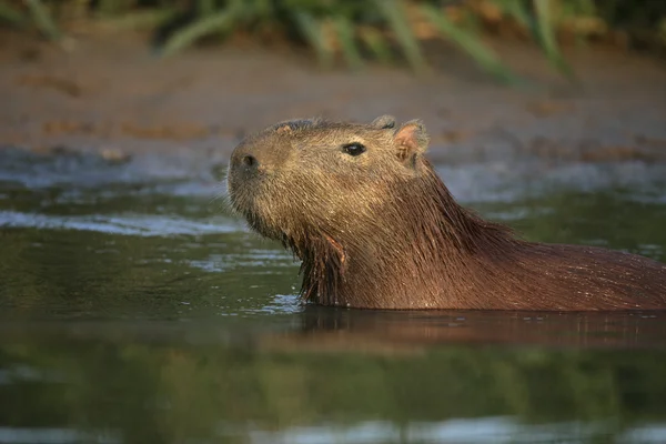 Kabie, hydrochoerus hydrochaeris — Stock fotografie