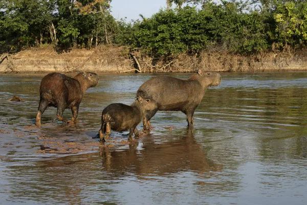 Chigüire, hydrochoerus hydrochaeris — Foto de Stock