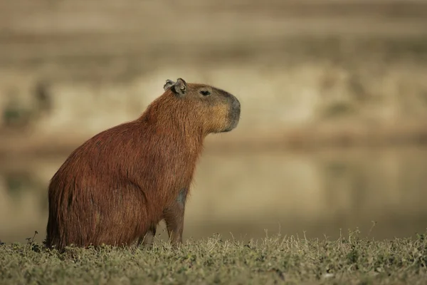 Capybara, Капібара hydrochaeris — стокове фото