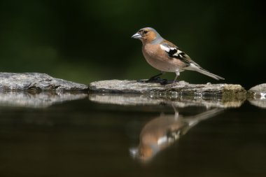 ispinoz, ispinoz coelebs,