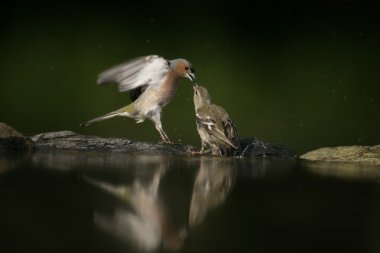 ispinoz, ispinoz coelebs,