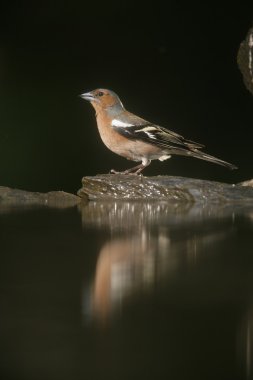 ispinoz, ispinoz coelebs,