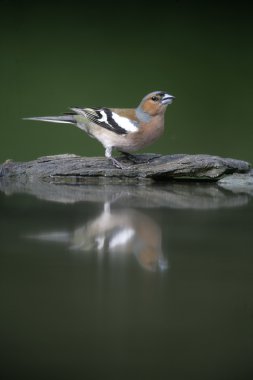 ispinoz, ispinoz coelebs,