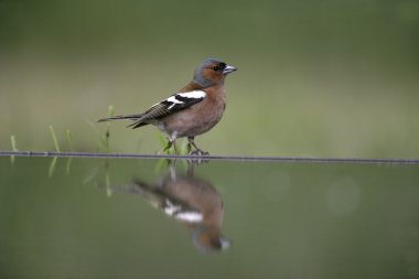 ispinoz, ispinoz coelebs,