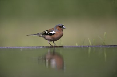 ispinoz, ispinoz coelebs,