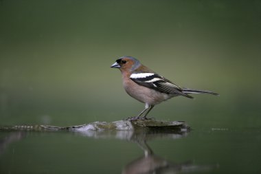 ispinoz, ispinoz coelebs,