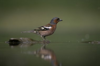 ispinoz, ispinoz coelebs,