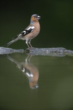 ispinoz, ispinoz coelebs,
