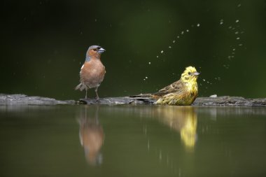 ispinoz, ispinoz coelebs,