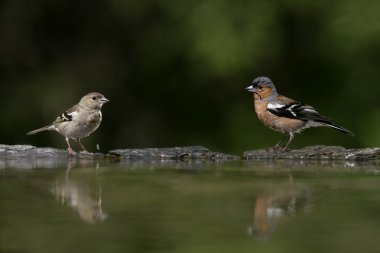 ispinoz, ispinoz coelebs,